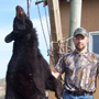 Big Manitoba black bear