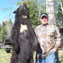 Big Manitoba black bear with chest blaze