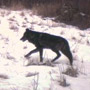 Manitoba Wolf caught on trail camera