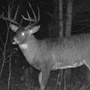 Trail Camera Picture of Manitoba Crown Land Buck