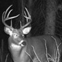 Trail Camera Picture of Crown Land Buck